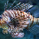 Red lionfish, a.k.a. Pterois volitans, is just one example of venomous creatures in nature. (Image: Dennis Jacobsen/Shutterstock)